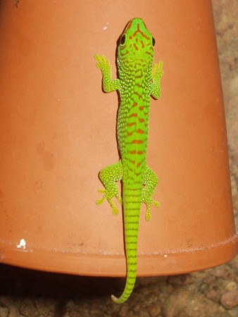 0,0,4 Phelsuma grandis